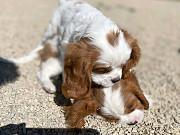 Adorable Puppies, cute Cavalier king Charles puppies for rehoming from Regina