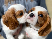 Adorable Puppies, cute Cavalier king Charles puppies for rehoming from Regina