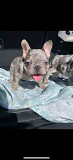 French bulldog puppies for sale from Burlington