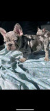 French bulldog puppies for sale from Burlington