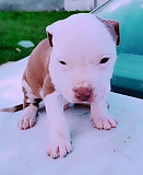 Pitbull puppies for sale in Eastern Cape East London South Africa from East London