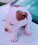 Pitbull puppies for sale in Eastern Cape East London South Africa from East London