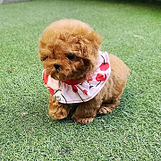 Awesome T-Cup Maltipoo Puppies Available Phoenix