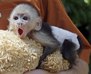 Tamed Capuchin Monkeys from Salem
