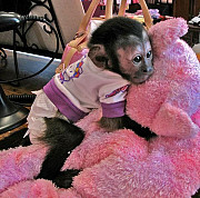 Young raised 12 weeks old top capuchin monkey for sale from Trenton