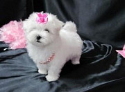 Nice and Healthy Maltese Puppies Available Salem
