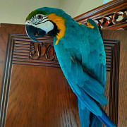 Scarlet macaw parrot from Trenton