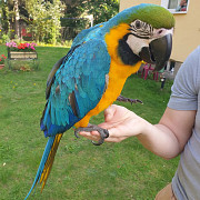 Scarlet macaw parrot from Trenton