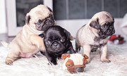 Pug puppies for adoption from Victoria