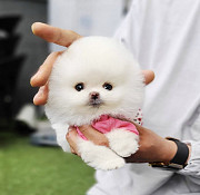 Cute Pomeranian puppy male Los Angeles