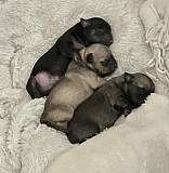 Beautiful chihuahua puppies for homes St. Petersburg