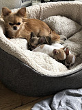 Beautiful chihuahua puppies for homes St. Petersburg