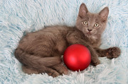 MAINECOON KITTENS READY from Pensacola