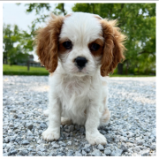 Cavalier King Charles Puppies-DNA TESTED-READY NOW! Sydney