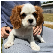 Cavalier King Charles Puppies-DNA TESTED-READY NOW! Sydney