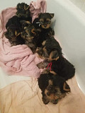 Yorkies puppies Chicago