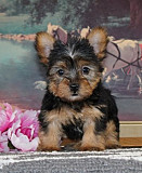 Teacup Yorkie Puppies. Text : (330) 910 0534 from Sacramento