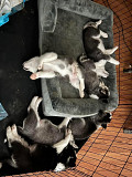 Huskies puppy available for free!! from New Orleans