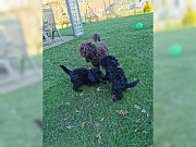 Gorgeous Teacup Poodles puppies from Melbourne