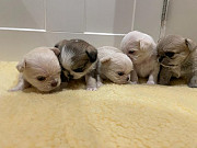 Teacup chihuahua puppies ready to go now Tallahassee
