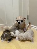 Teacup chihuahua puppies ready to go now Tallahassee