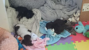 Teacup chihuahua puppies seeking homes Fort Lauderdale