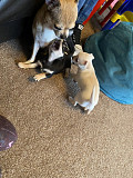 Amazing teacup chihuahua puppies Pembroke Pines