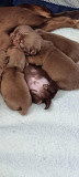 Adorable teacup chihuahua puppies Hollywood