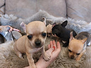 Stunning teacup chihuahua puppies Palm Bay