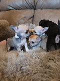 Stunning teacup chihuahua puppies Palm Bay