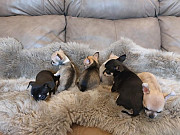 Stunning teacup chihuahua puppies Palm Bay