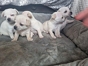 Outstanding teacup chihuahua puppies Lehigh Acres