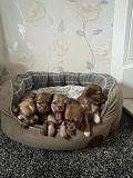 Amazing chihuahua puppies for homes Lakeland