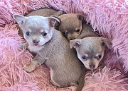 Gorgeous chihuahua puppies for homes Spring Hill