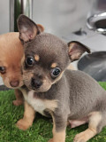 Outstanding chihuahua puppies for homes Davie