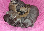 Lovely chihuahua puppies for sale Sunrise