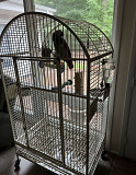 African Grey Parrots For Sale Houston