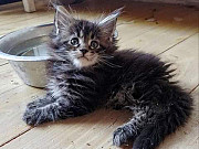 Maine coon cats from Lincoln