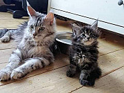Maine coon cats from Lincoln