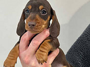 Dachshund puppies for sale from Sacramento