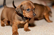 Dachshund puppies for sale from Sacramento