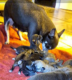 stunning chihuahua puppies for sale Alafaya