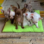 beautiful chihuahua puppies seeking homes Pine Hills