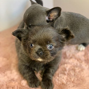 lovely chihuahua puppies seeking homes Homestead