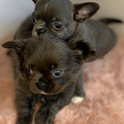 lovely chihuahua puppies seeking homes Homestead