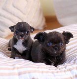 outstanding chihuahua puppies seeking homes Miami Beach