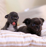 outstanding chihuahua puppies seeking homes Miami Beach