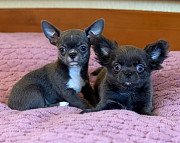 outstanding chihuahua puppies seeking homes Miami Beach