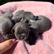 chihuahua puppies ready to go now Kissimmee