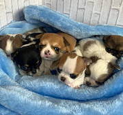 amazing chihuahua puppies ready to go now Kendall
